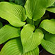 image de Hosta