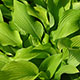 image de Hosta