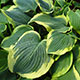 image de Hosta