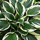 image de Hosta