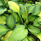 image de Hosta