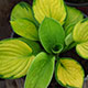 image de Hosta