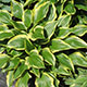 image de Hosta