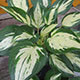 image de Hosta