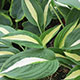 image de Hosta