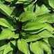 image de Hosta