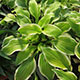 image de Hosta