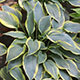 image de Hosta