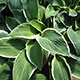 image de Hosta