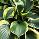 image de Hosta