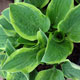 image de Hosta