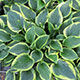 image de Hosta