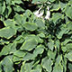 image de Hosta