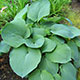 image de Hosta sieboldiana elegans