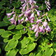 image de Hosta