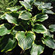 image de Hosta