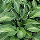 image de Hosta