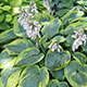 image de Hosta