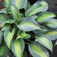 image de Hosta