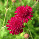 image de Knautia macedonica