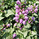 image de Lamium maculatum