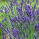 image de Lavandula angustifolia