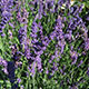 image de Lavandula angustifolia