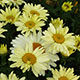 image de Leucanthemum x superbum