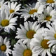 image de Leucanthemum x superbum