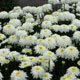 image de Leucanthemum x superbum