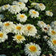 image de Leucanthemum x superbum