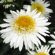 image de Leucanthemum x superbum