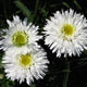 image de Leucanthemum x superbum