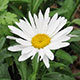 image de Leucanthemum x superbum