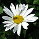 image de Leucanthemum x superbum