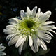 image de Leucanthemum x superbum