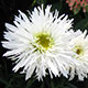 image de Leucanthemum x superbum