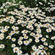 image de Leucanthemum x superbum