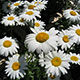 image de Leucanthemum x superbum