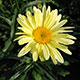 image de Leucanthemum x superbum