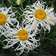 image de Leucanthemum x superbum