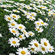 image de Leucanthemum x superbum