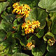 image de Ligularia dentata