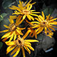 image de Ligularia dentata