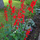 image de Lobelia cardinalis