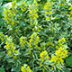 image de Lysimachia punctata