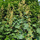 image de Macleaya cordata