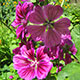 image de Malva sylvestris mauritania