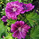 image de Malva sylvestris mauritania