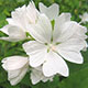 image de Malva moschata alba